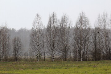 Obraz premium the first green grass in a birch grove on a cloudy spring day