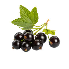 Fototapeta premium Fresh Ripe Blackcurrants – Juicy and Nutrient-Rich Superfood with Deep Purple Hue and Glossy Skin