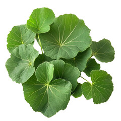  Medicinal thankuni leaves of Indian subcontinent
