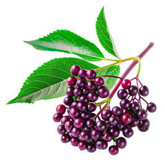 elderberry transparent background