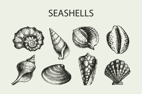 Seashell hand drawn illustration set, vintage vector sketch collection