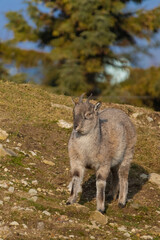 Turkmenian markhor standing on hill...
