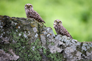 Standing watch over the arid hills of Amancaes, the burrowing owl (Athene cunicularia) thrives in Peru’s coastal landscape. Small but fierce, this ground-dwelling raptor is a master of survival.