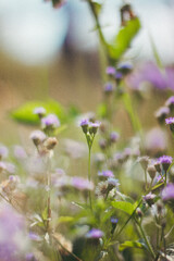 aesthetic wild purple flowers in the green fields
