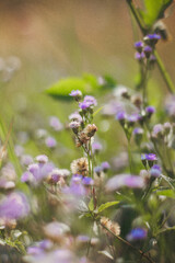 Aesthetic purple wildflowers in sunlight