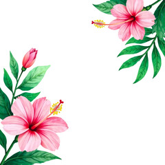 Pink hibiscus flowers. Isolation on transparent background.
