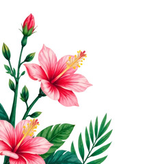 Pink hibiscus flowers. Isolation on transparent background.