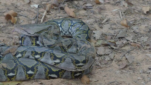 Python crawling on the ground in the forest