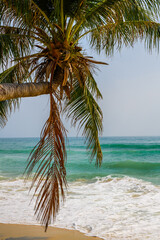 Naklejka premium palm tree on the beach