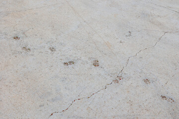 Animal paw prints in concrete with cracks, Paphos, Greece, 24.11.2024