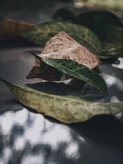 Dried Leaves Close-Up in Natural Light