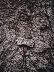 Detailed Brown Tree Bark Texture