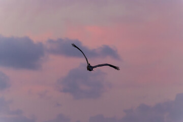 Brown pelican flying in the sunset sky above the caribbean sea