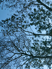 tree branches against blue sky