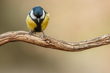 Great Tit (Parus major)  perched on a branch on February 16, 2016 in Spain.