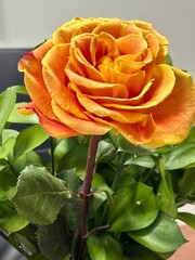 yellow rose on green background