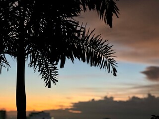 palm tree silhouette at sunset
