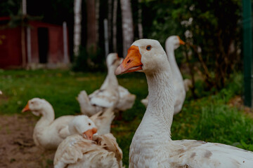 Flock of white geese on the farm walking