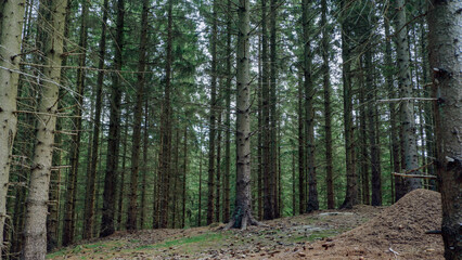 Beautiful pine and fir forest in Sweden with a thick layer of green moss covering the forest floor. Moss forest Deep dark dense swedish forest in  Snogeholm Str&ouml;vomr&aring;de near Snogeholmssj&ouml;n.