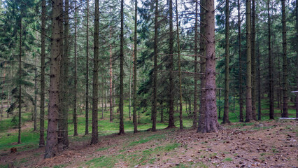 Naklejka premium Beautiful pine and fir forest in Sweden with a thick layer of green moss covering the forest floor. Moss forest Deep dark dense swedish forest in Snogeholm Strövområde near Snogeholmssjön.