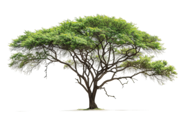 African acacia tree silhouette isolated on transparent background
