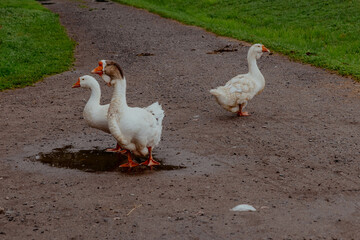 Flock of white geese on the farm walking