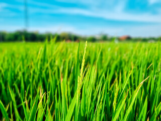 Beautiful scenic view landscape of Rice field green grass with field cornfield or in Asia country agriculture harvest with fluffy clouds blue sky background blur.