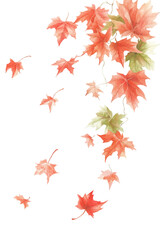 stunning vector illustration of vibrant autumn maple leaves in warm red and orange hues, delicately floating against a white alpha PNG background. Perfect for seasonal designs and decorations