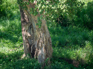 Arbre dans la prairie