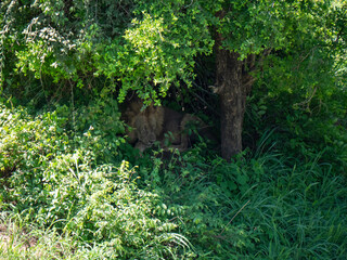 Lion mâle adulte caché dans la végétation