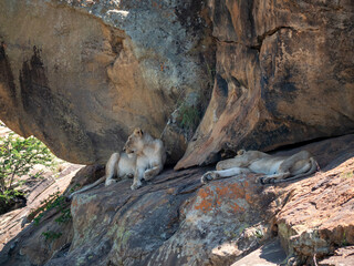 Un lion regardant l'horizon