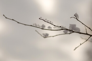 tree branches covered with snow
