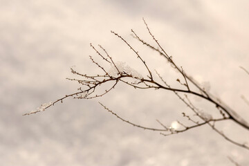 tree branches covered with snow