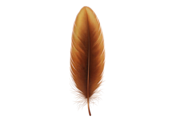 Brown bird feather.