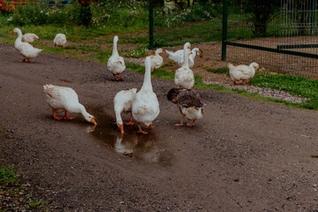 Flock of white geese on the farm walking