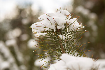 forest in winter