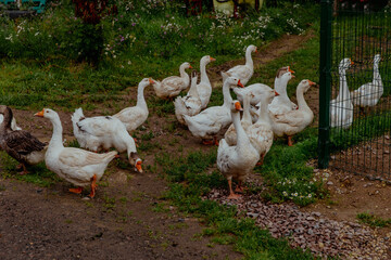 Flock of white geese on the farm walking