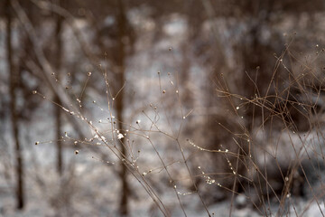 forest in winter