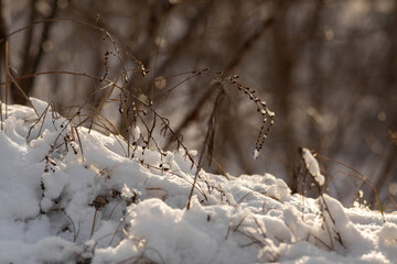 forest in winter