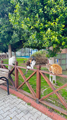 Cats on fence many cats