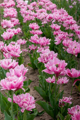 Tulip Katinka in close-up flower with several other flowers in the background