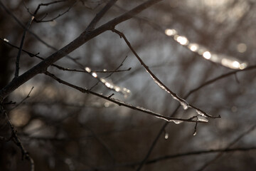 forest in winter