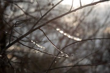 forest in winter