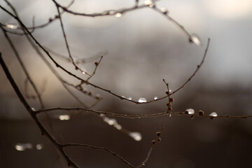 snow covered branches