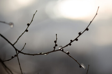snow covered branches
