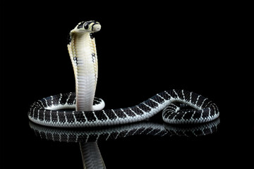 Baby king cobra on branch with black background, ophiopahus hannah
