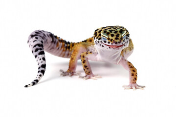 close-up of a leopard gecko lizard isolated on white, eublepharis macularius