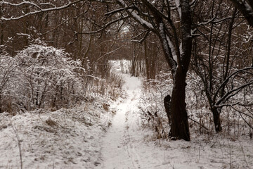 Winter Wonderland Walk: Snowy Forest Adventure 