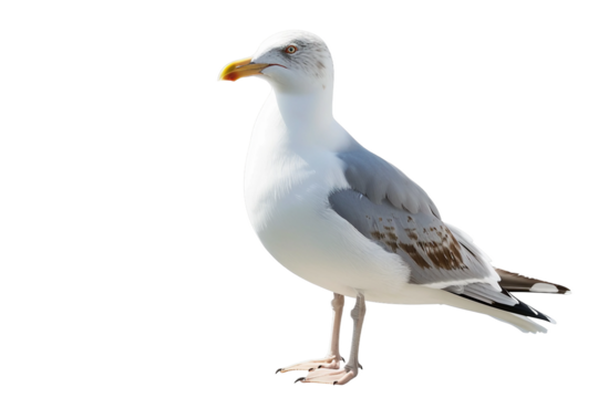 Close-Up of a Seagull with a Fish in Its Beak Isolated on Transparent Background - Powered by Adobe
