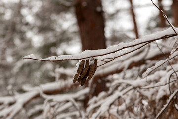 Winter Wonderland Walk: Snowy Forest Adventure 